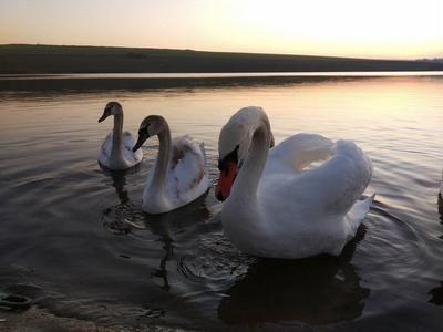 优雅 家庭 动物群 美丽的 美女 日落 游泳 天鹅 羽毛