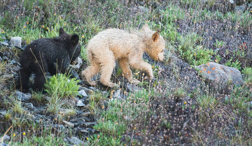 动物 幼崽 荒野 保护 毛皮 自然 婴儿房 家庭 哺乳动物