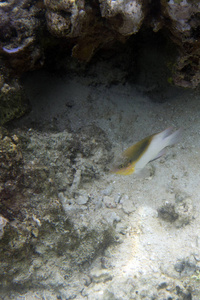 生活 暗礁 生态系统 环境 动物 海的 海景 自然 海底