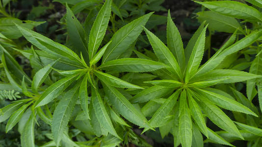 墙纸 艺术 绿色植物 花园 框架 郁郁葱葱 纹理 植物区系