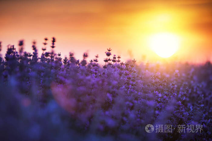 昆虫 天空 花粉 欧洲 自然 领域 蜂蜜 芳香 夏天 农业