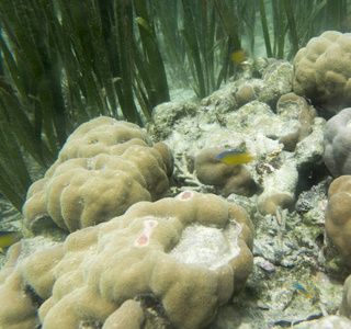 印度尼西亚 珊瑚 生活 生态系统 银莲花 海的 浮潜 美丽的