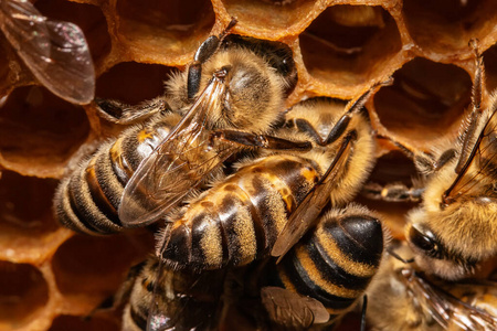 花粉 蜂巢 摄影 蜜蜂 活动 昆虫 蜂蜡 团队合作 细胞