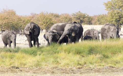 埃托沙 水坑 纳米比亚 食草动物 自然 哺乳动物 大象 兽群
