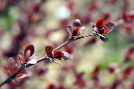 花的 植物区系 公园 春天 自然 小檗 浆果 树叶 小檗科