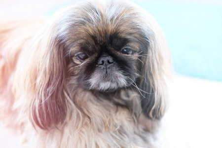 beautiful Pekingese dog looking at camera. 