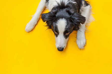 小狗 牧羊犬 在室内 毛皮 纯种 犬科动物 幼犬 照顾 动物