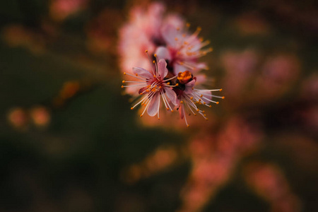 粉红色 美丽的 分支 特写镜头 开花 季节 花粉 盛开 蜜蜂