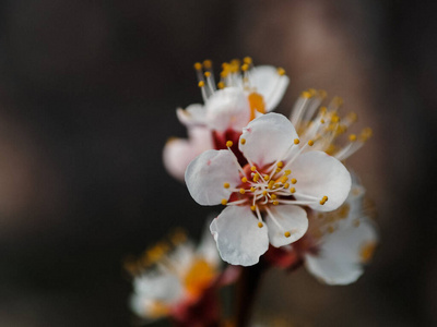 以色列 雨滴 美女 开花 天空 花瓣 樱桃 四月 花的 生长