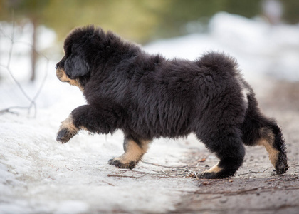 自然 动物 可爱的 哺乳动物 犬科动物 宠物 可爱极了 冬天