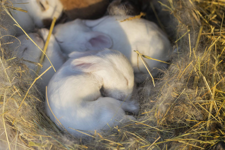 白兔睡在草窝里