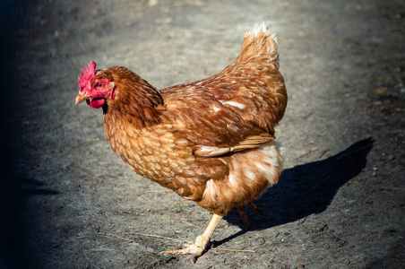 笼子 居住 国家 苏格兰 肖像 自然 母鸡 宠物 农事 家禽