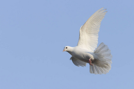鸽子的真实图片
