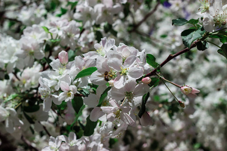 植物区系 苹果 颜色 特写镜头 花粉 花瓣 春天 自然 昆虫