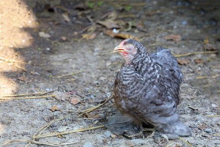 食物 稻谷 羽毛 亚洲 母鸡 演播室 小鸡 环境 生活 农业