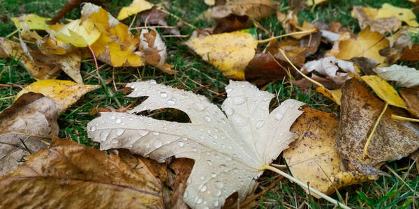 秋叶上的水滴。清晨的雨滴在阳光下闪闪发光。