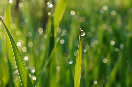 露水 自然 特写镜头 刀片 春天 植物 环境 雨滴 夏天