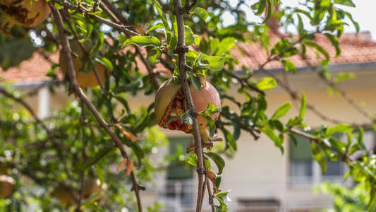 石榴 园丁 水果 自然 花园 健康 食物 爆发 树叶 分支