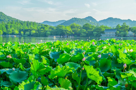 天空 莲花 花的 瓷器 自然 粉红色 池塘 地区 场景 季节