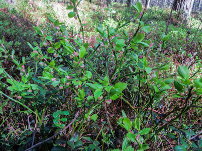 植物 环境 春天 蓝莓 开花 纹理 软的 生态学 自然 食物