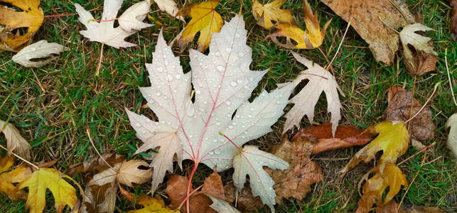 秋叶上的水滴。清晨的雨滴在阳光下闪闪发光。