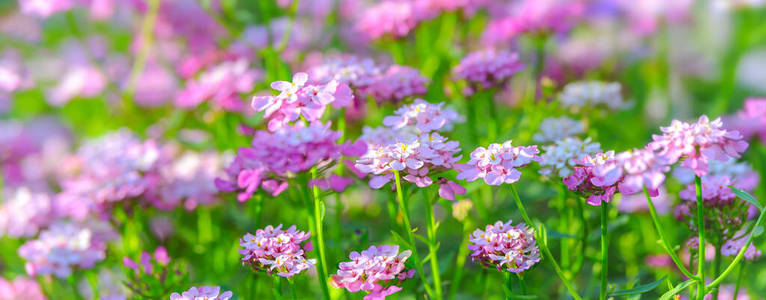 夏天 季节 花园 春天 特写镜头 美女 花瓣 墙纸 开花