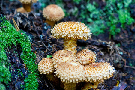 纹理 美丽的 露水 地面 自然 森林 蘑菇 帽子 季节 特写镜头