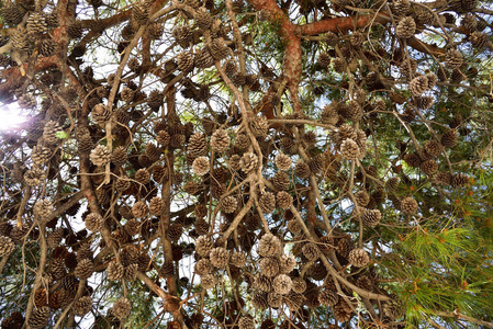 落下 针叶树 松木 自然 树叶 松果 植物区系 椎体 纹理