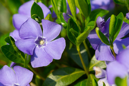 花的 颜色 植物 花瓣 树叶 紫色 特写镜头 植物区系 紫罗兰