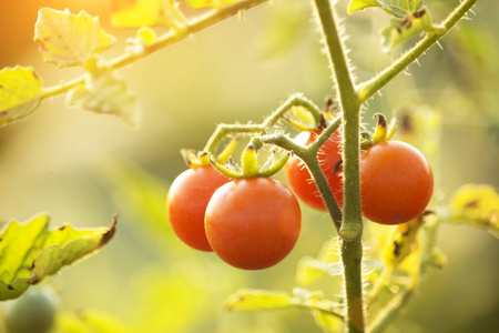 栽培 作物 夏天 樱桃 分支 维生素 颜色 生长 收获 水果