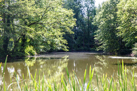 反射 藻类 森林 环境 植物区系 沼泽 树叶 场景 季节
