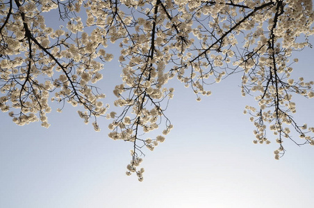 樱桃 春天 野餐 花的 生活 天空