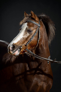 马术 美丽的 宠物 马具 种马 脖子 冠军 盛装舞步 头发