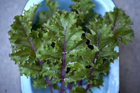 集中 素食主义者 植物 维生素 生产 芸苔属 蔬菜 食物