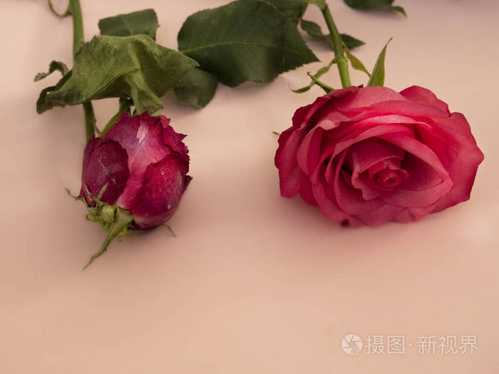 两朵玫瑰鲜干期粉红色背景上的玫瑰美丽的花朵