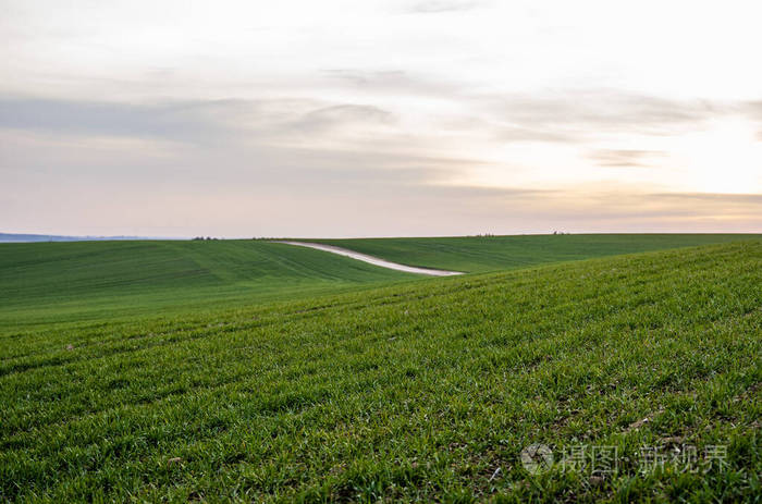 种植未成熟谷类,小麦的农田.土壤中生长的小麦.