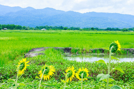 乡村 中国人 生长 泰国 培养 秋天 亚洲 树叶 植物 农业