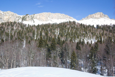 森林 庆祝 白霜 旅游业 假期 高加索 旅行 滑雪 圣诞节
