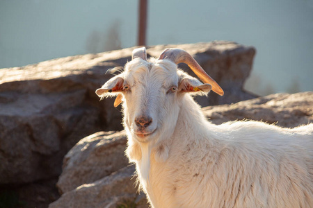 谢纳 阿尔卑斯山 可爱的 牛奶 动物群 农场 草地 野生动物