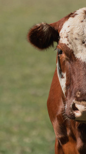 土地 国家 哺乳动物 鼻子 农事 公牛 牲畜 农场 引导