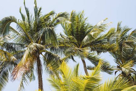 椰子 花园 分支 海岸 生长 场景 美丽的 天堂 旅行 丛林