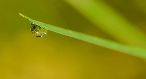 气泡 太阳 刀片 天气 雨滴 特写镜头 水滴 花园 春天