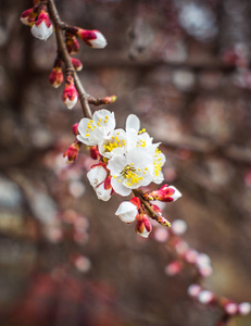 美丽的 盛开 植物 天空 樱花 春天 花园 花的 季节 樱桃