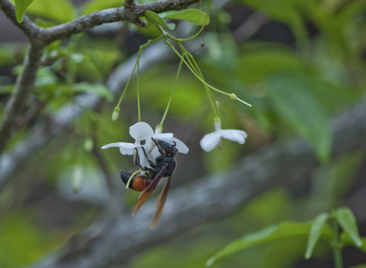 危险的 昆虫 花的 花瓣 春天 植物学 颜色 动物 无脊椎动物