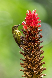 鸟类 印度尼西亚 羽毛 可爱的 林地 灌木 美好的 花园