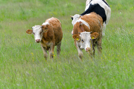 农场 兽群 小母牛 牲畜 环境 牛肉 乡村 农业 风景 农田
