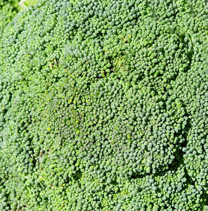 墙纸 春天 环境 夏天 生长 花园 自然 植物 植物区系