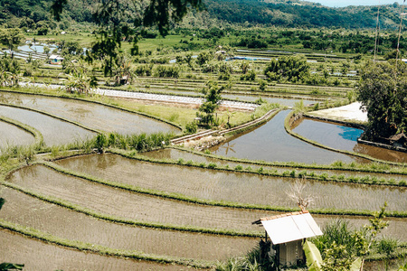 文化 领域 亚洲 联合国教科文组织 自然 稻谷 植物 印度尼西亚