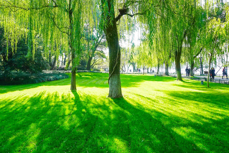 美丽的 植物 环境 树干 风景 材料 阳光 太阳 冷杉 森林