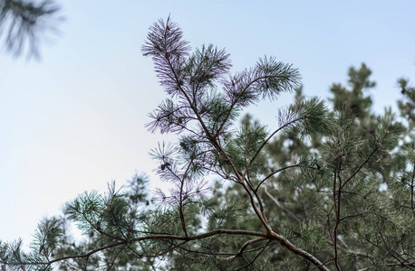 春天 分支 树叶 自然 秋天 太阳 木材 植物区系 公园